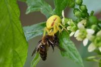 Misumena vatia