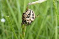 Larinioides