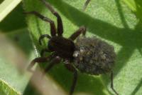 Pardosa