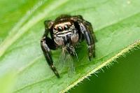 Evarcha arcuata