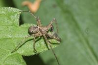 Philodromus cespitum