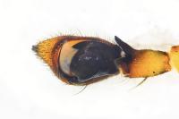 Philodromus cespitum
