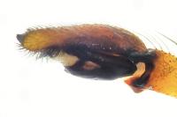 Philodromus cespitum