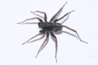 Pardosa amentata