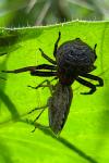 Xysticus