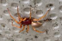 Dysdera crocata