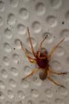Dysdera crocata