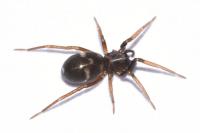 Phrurolithus festivus