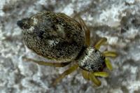Heliophanus