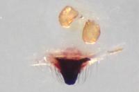 Neottiura bimaculata