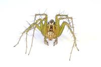 Oxyopes lineatus