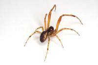 Anelosimus vittatus
