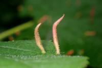 Eriophyes tiliae