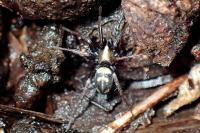 Callilepis