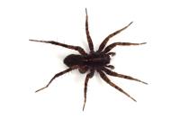 Pardosa pullata