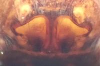 Pardosa pullata