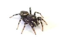 Salticus zebraneus
