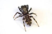 Salticus zebraneus