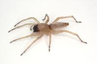 Clubiona pseudoneglecta