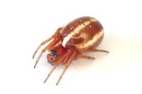 Hypsosinga sanguinea