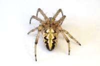 Neoscona adianta