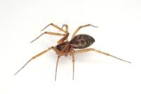 Tenuiphantes tenuis