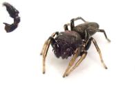 Heliophanus cupreus