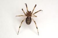 Theridion pinastri