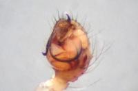 Theridion pinastri