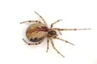Kochiura aulica