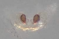 Kochiura aulica