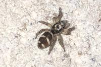 Salticus scenicus
