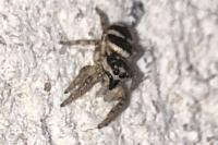 Salticus scenicus