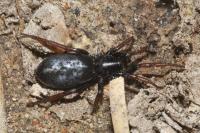Trachyzelotes pedestris