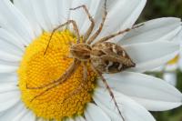 Oxyopes