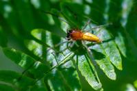 Cheiracanthium