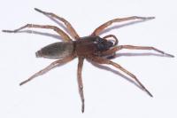 Drassodes lapidosus