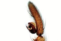 Drassodes lapidosus