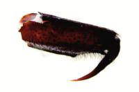 Drassodes lapidosus