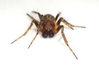 Araneus sturmi