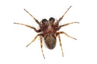 Araneus sturmi