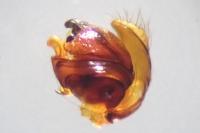 Araneus sturmi