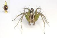 Oxyopes lineatus