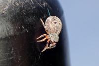 Ballus rufipes