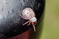 Ballus rufipes