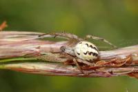 Neoscona adianta