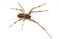 Theridion pinastri