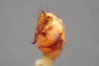 Theridion pinastri