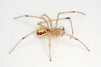 Enoplognatha ovata