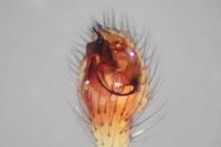 Enoplognatha ovata